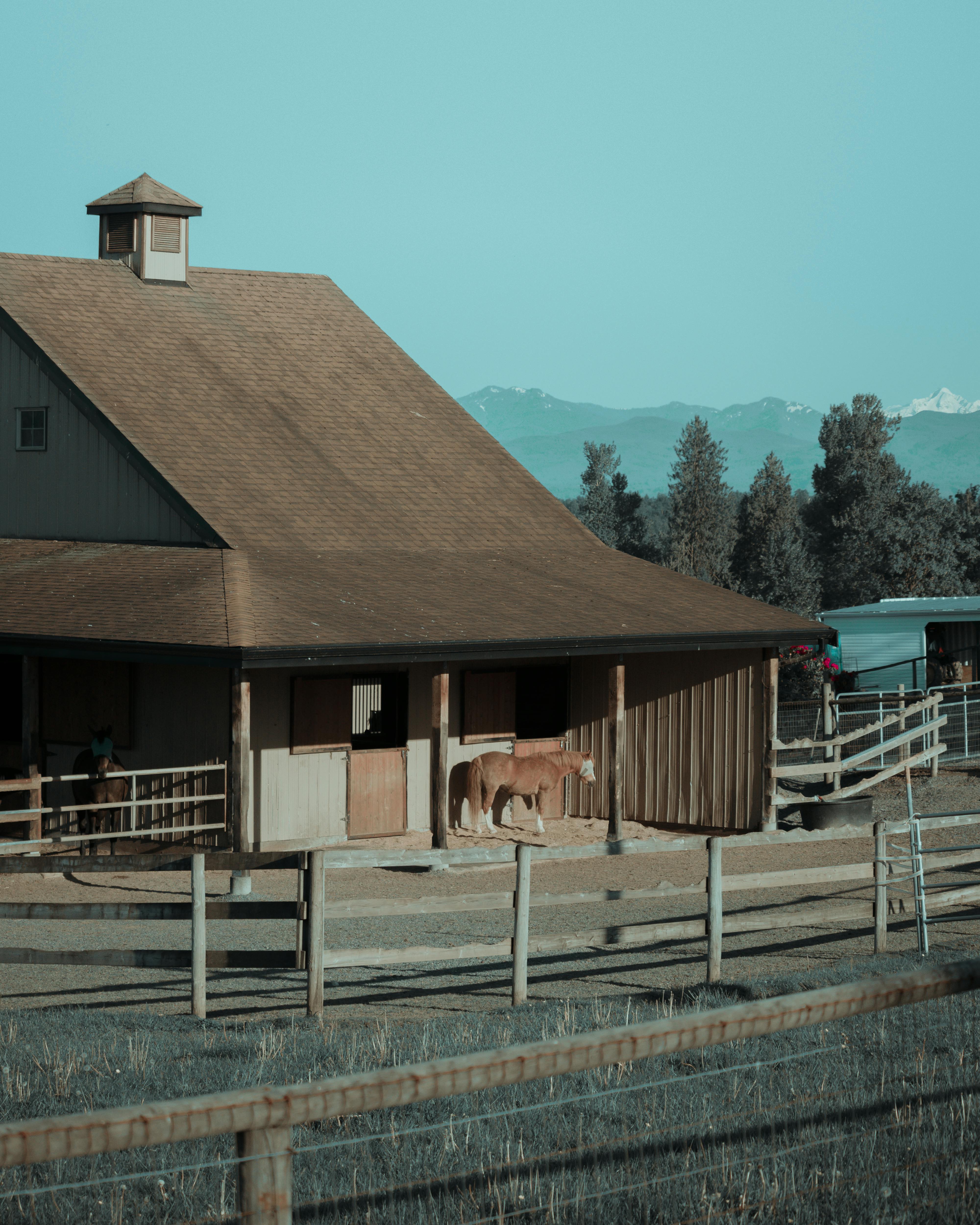 Horse in field